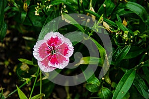 Pink and white Flower in Hamilton Gardens, North Island, New Zealand