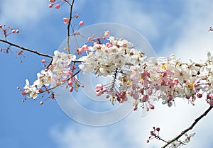 Pink,white, flower of Wishing tree, cassia bakeriana craib Tree, Kanlapaphruek flowers