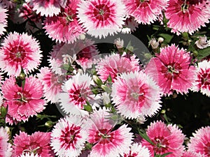 Pink and White Flowering Dianthus Flowers in a Garden