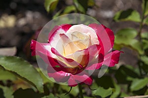 Pink and white flowering rose bush