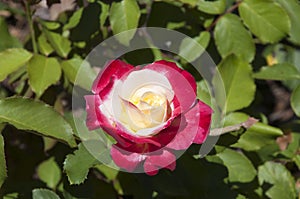 Pink and white flowering rose bush