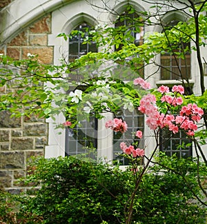 PInk and white flowering trees in front of Gothic arched windows and stone walls