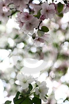 Pink and white flowers of apple tree against blured background