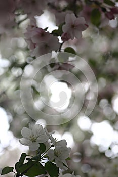 Pink and white flowers of apple tree against blured background