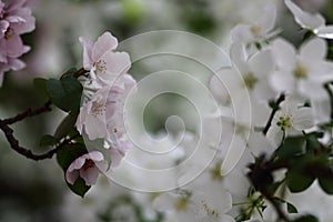 Pink and white flowers of apple tree against blured background