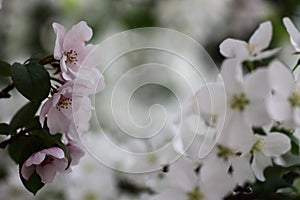 Pink and white flowers of apple tree against blured background