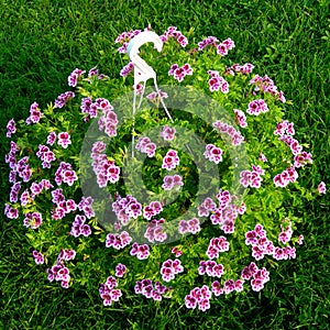 Rosa un bianco fiori 