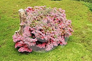 Pink and white flowers