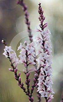Pink and white flowers and buds of the Australian native Coast Coral Heath, Epacris microphylla