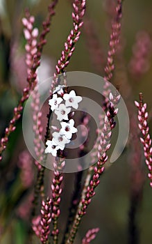 Pink and white flowers and buds of the Australian native Coast Coral Heath, Epacris microphylla