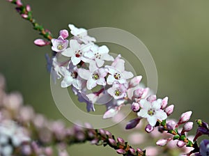 Pink and white flowers and buds of the Australian native Coast Coral Heath, Epacris microphylla