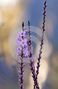 Pink and white flowers and buds of the Australian native Coast Coral Heath, Epacris microphylla