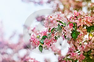 Pink and white flowers bunch with green leaves on blooming apple tree branch close up, beautiful spring cherry blossom, red sakura