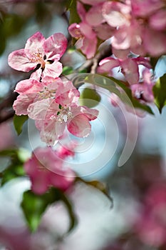 Pink and white flowers bunch with green leaves on blooming apple tree branch close up, beautiful spring cherry blossom, red sakura