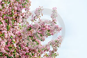 Pink and white flowers bunch with green leaves on blooming apple tree branch close up, beautiful spring cherry blossom, red sakura