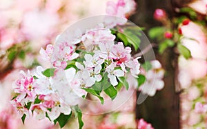 Pink white flowers green leaves blooming cherry branch closeup blurred bokeh background, spring apple tree red flower, sakura