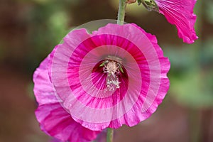 Pink and white flowers of hollyhocks blooming in the garden