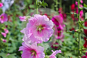 Pink and white flowers of hollyhocks blooming in the garden