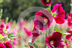 Pink and white flowers of hollyhocks blooming in the garden