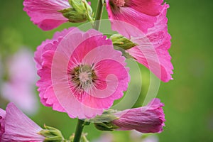 Pink and white flowers of hollyhocks blooming in the garden