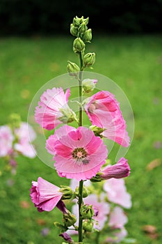 Pink and white flowers of hollyhocks blooming in the garden