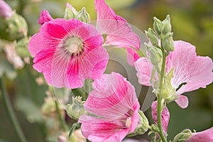 Pink and white flowers of hollyhocks blooming in the garden