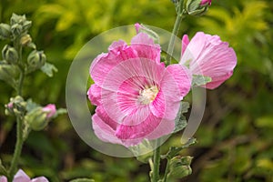 Pink and white flowers of hollyhocks blooming in the garden