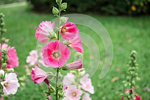 Pink and white flowers of hollyhocks blooming in the garden