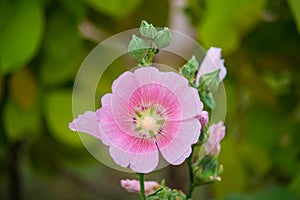 Pink and white flowers of hollyhocks blooming in the garden