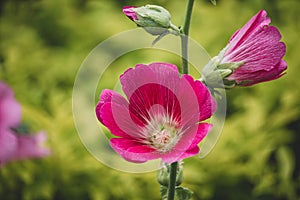 Pink and white flowers of hollyhocks blooming in the garden