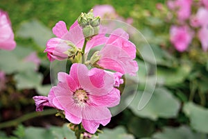 Pink and white flowers of hollyhocks blooming in the garden