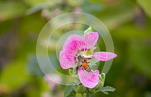 Pink and white flowers of hollyhocks blooming in the garden. The bee suck nectar and pollen of Pink Hollyhock Flower