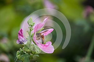 Pink and white flowers of hollyhocks blooming in the garden. The bee suck nectar and pollen of Pink Hollyhock Flower