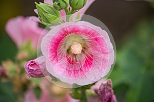 Pink and white flowers of hollyhocks blooming in the garden. The bee suck nectar and pollen of Pink Hollyhock Flower