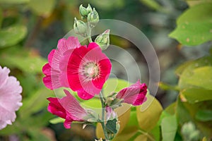 Pink and white flowers of hollyhocks blooming in the garden. The bee suck nectar and pollen of Pink Hollyhock Flower