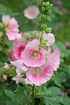 Pink and white flowers of hollyhocks blooming in the garden. The bee suck nectar and pollen of Pink Hollyhock Flower