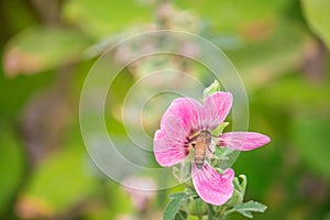 Pink and white flowers of hollyhocks blooming in the garden. The bee suck nectar and pollen of Pink Hollyhock Flower