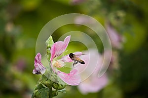 Pink and white flowers of hollyhocks blooming in the garden. The bee suck nectar and pollen of Pink Hollyhock Flower