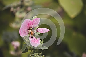 Pink and white flowers of hollyhocks blooming in the garden. The bee suck nectar and pollen of Pink Hollyhock Flower