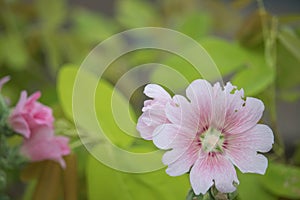 Pink and white flowers of hollyhocks blooming in the garden. The bee suck nectar and pollen of Pink Hollyhock Flower