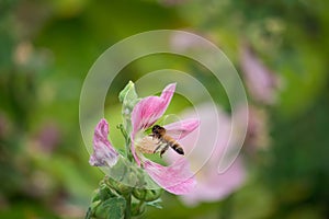 Pink and white flowers of hollyhocks blooming in the garden. The bee suck nectar and pollen of Pink Hollyhock Flower