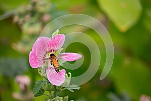 Pink and white flowers of hollyhocks blooming in the garden. The bee suck nectar and pollen of Pink Hollyhock Flower