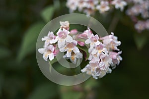 Pink and white flowers of Linnaea amabilis