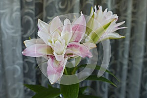 Pink and white flowers of oriental lilies