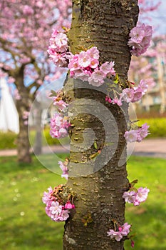 Pink and white flowers of sakura cherry on a tree trunk