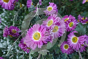 Pink and white flowers of semi-double Chrysanthemums in October