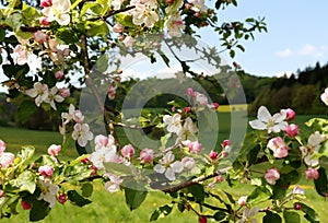 Pink and white flowers on a tree in front of a meadow and forest. Springtime in Germany