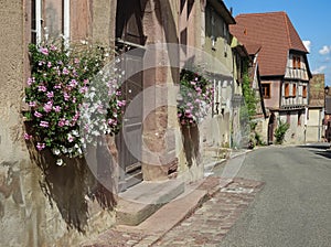 pink and white flowers on the wall of an ancient Alsation village