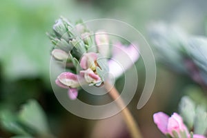 Pink and white, fluffy flowers Trifolium. Clover, aka porridge or Trifolium rubens. macro photo