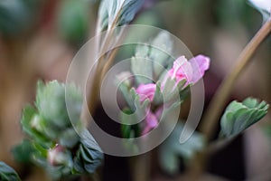 Pink and white, fluffy flowers Trifolium. Clover, aka porridge or Trifolium rubens. macro photo